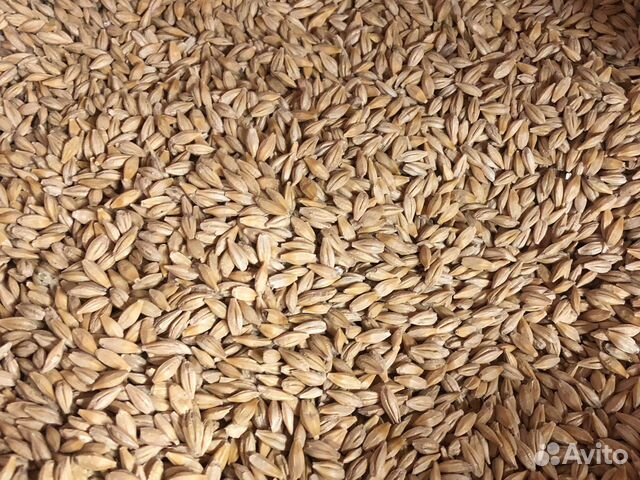 Зерно ячмень