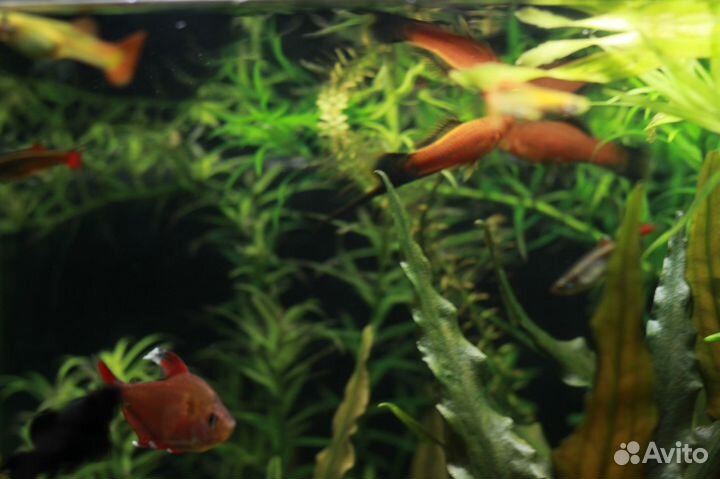 Аквариумное разнотравье
