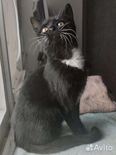 Сириус ищет дом