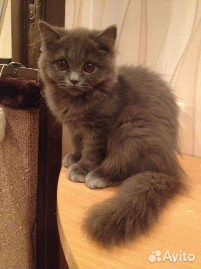 Британский кот вязка