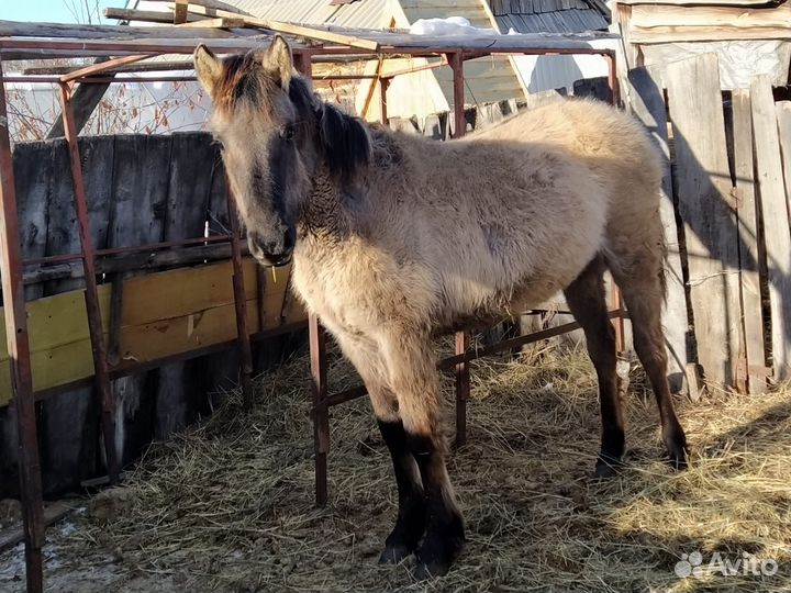 Жеребенок - кобыла башкирской породы
