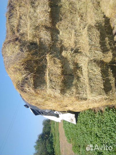 Сено тюки прямоугольные