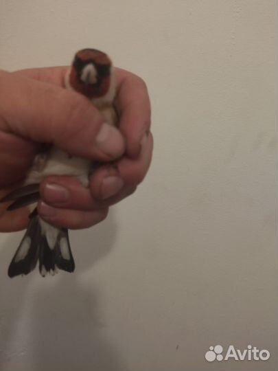 Щегол Сибирский