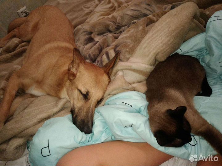 Передержка собак на время отпуска