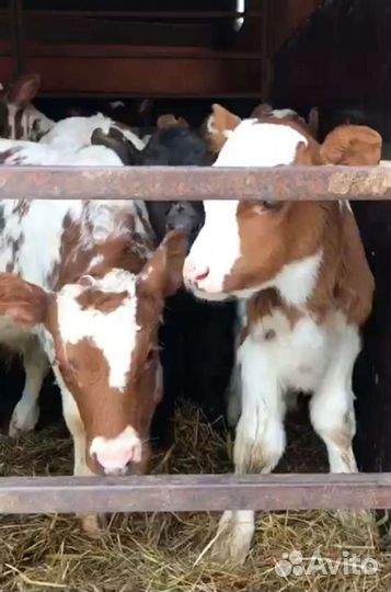 Бычки и телята