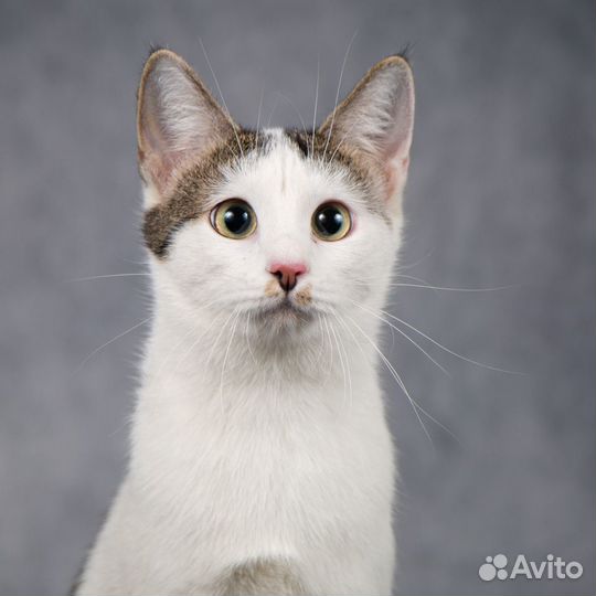 Кошечка Девочка в добрые руки