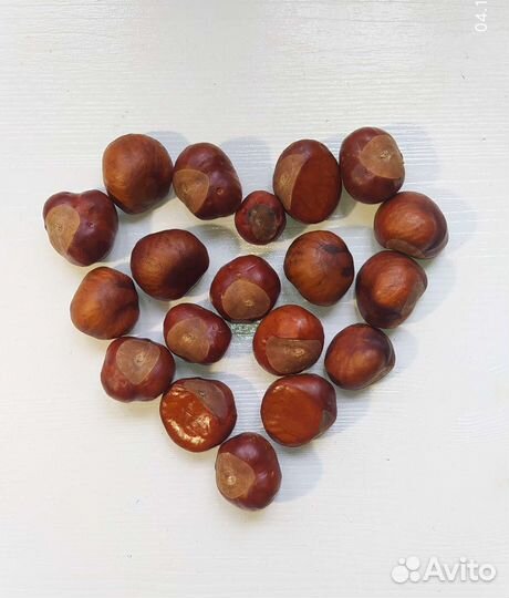 Каштаны, жёлуди, ракушки