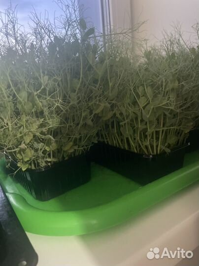 Микрозелень горох