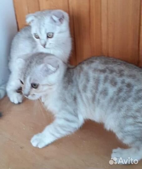 Бенгальская девочка
