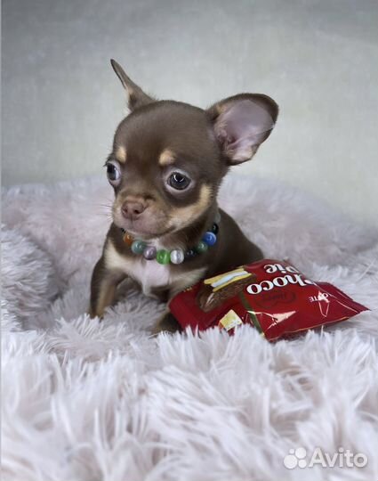 Шоколадный мини мальчик чихуахуа