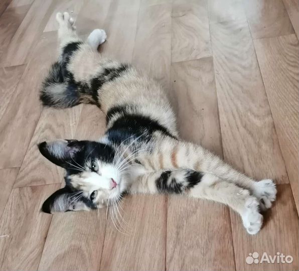 Кошки в добрые руки бесплатно