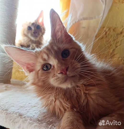 Мейн-кун 2 котика и 3 кошечки, в любимцы и без