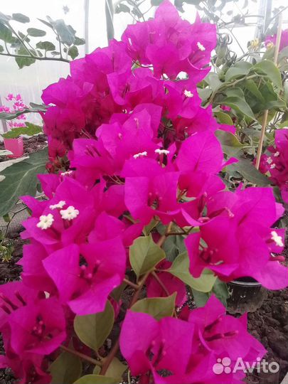 Бугенвиллия