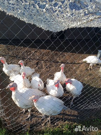 Бройлер и Индейка,Утка