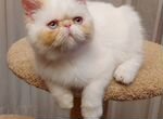 Продам персидского шикарного котенка
