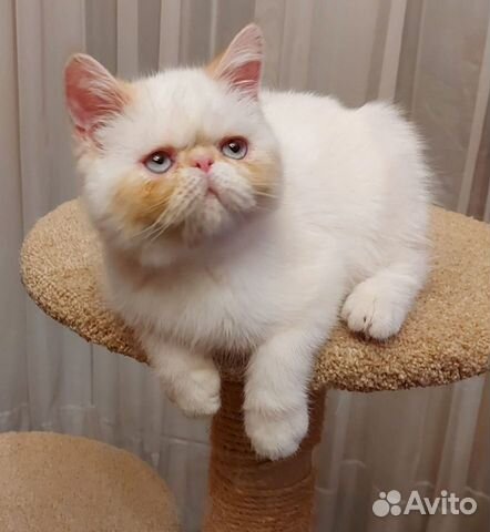 Продам персидского шикарного котенка объявление продам