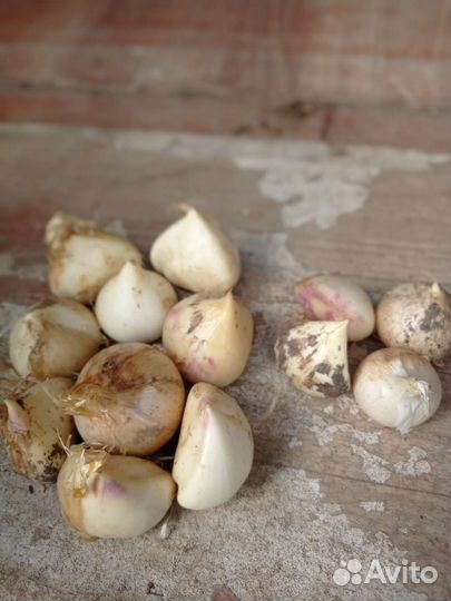 Безвременник. Лук слизун, шнитт и другие