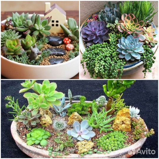 Кактусница/кашпо/горшок для цветов