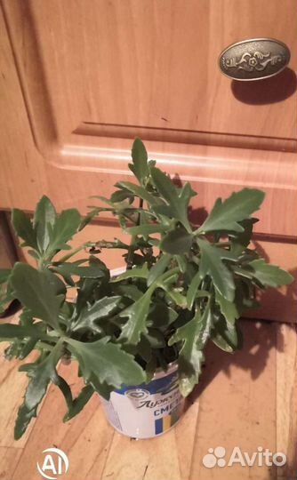 Оленьи рожки, набор