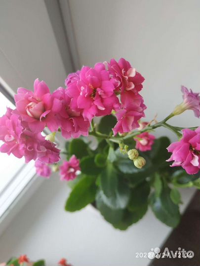 Каланхоэ розовое