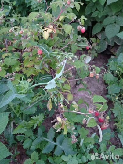 Ремонтантная малина