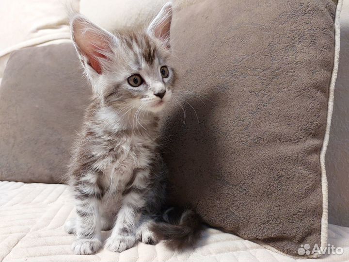 Котята Мейн-кун