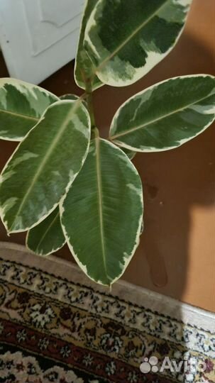 Фикус Тинеке