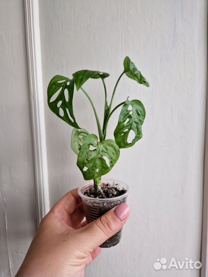 Монстера. Строманта