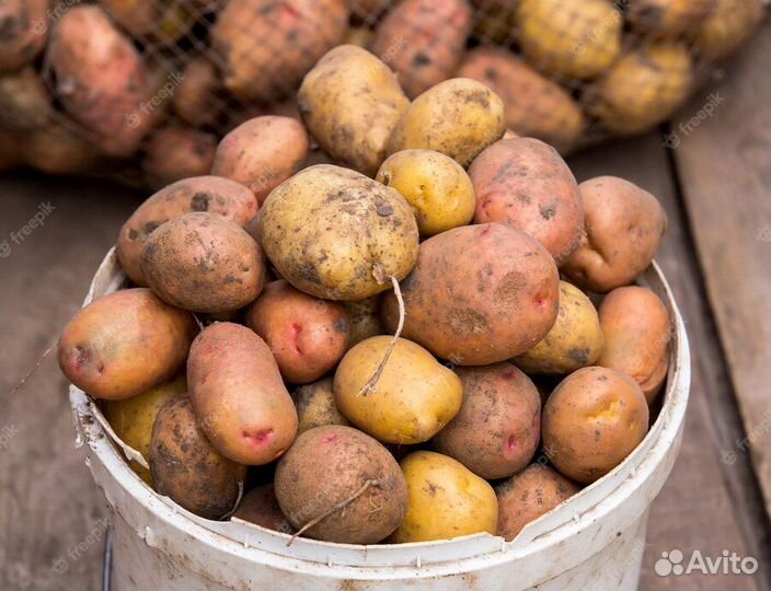 Продам картофель