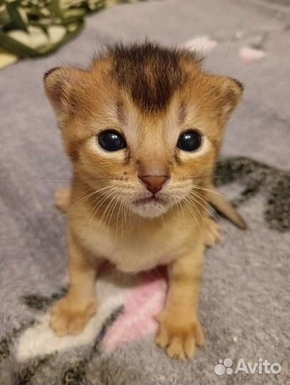 Котята чаузи