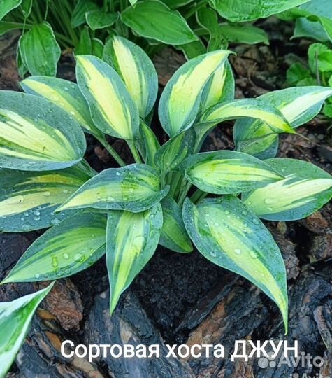 Хоста (коллекционные, гибридные, сортовые)