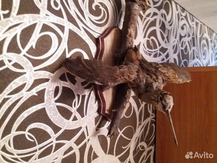 Чучело вальдшнепа