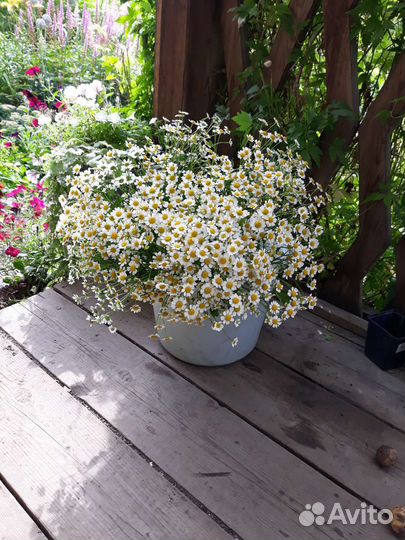 Букет из ромашек