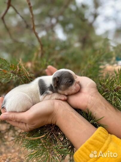 Щенки французский бульдог
