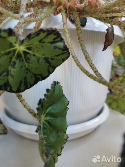 Бегония декоративно лиственная