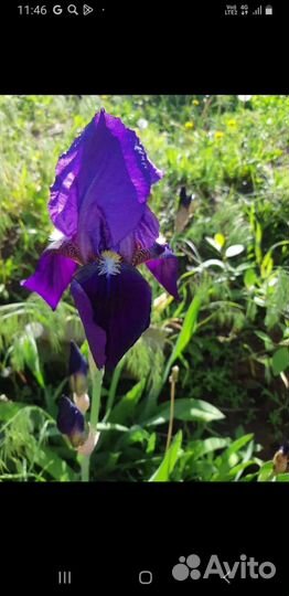 Ирис