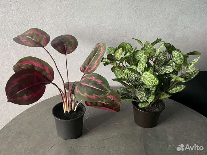 Искусственный цветок (фиттония, калатея)