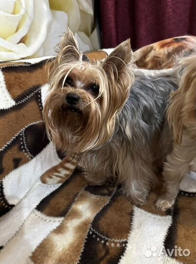 Йоркширский терьер