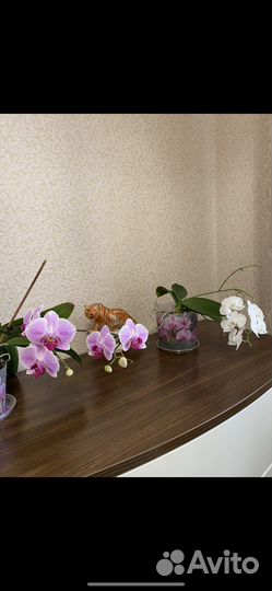 Орхидея в горшке