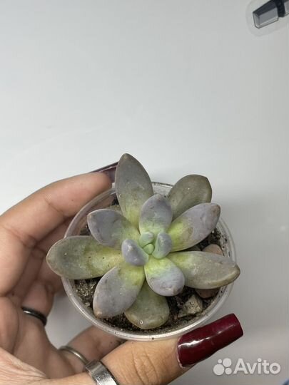 Суккуленты