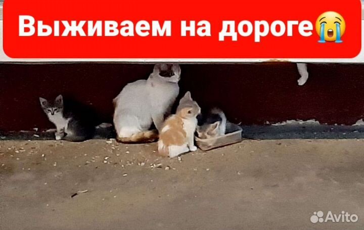 Кошки в добрые руки бесплатно