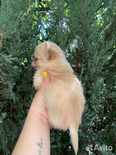 Чихуахуа мини мальчик