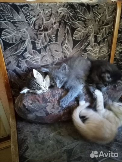 Котята в добрые руки бесплатно