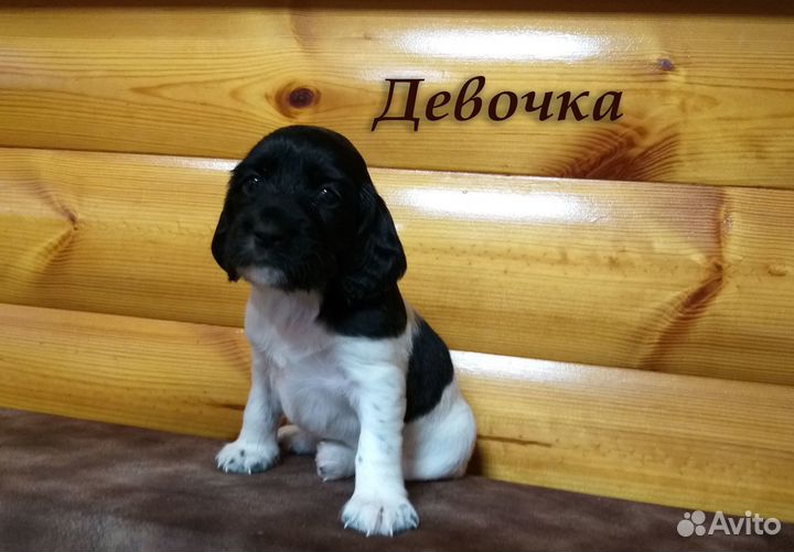 Продам щенков Русского спаниеля