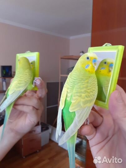 Волнистые попугаи