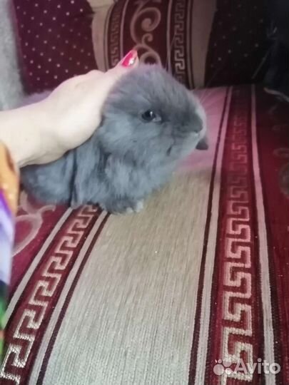 Французский баран кролики