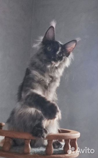 Дымная черепаховая девочка Мейн кун