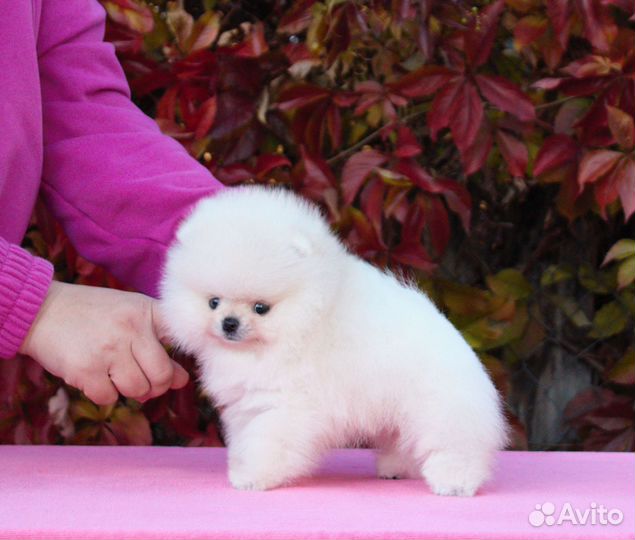 Померанский шпиц