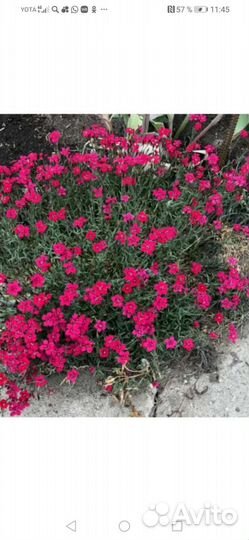 Многолетние цветы