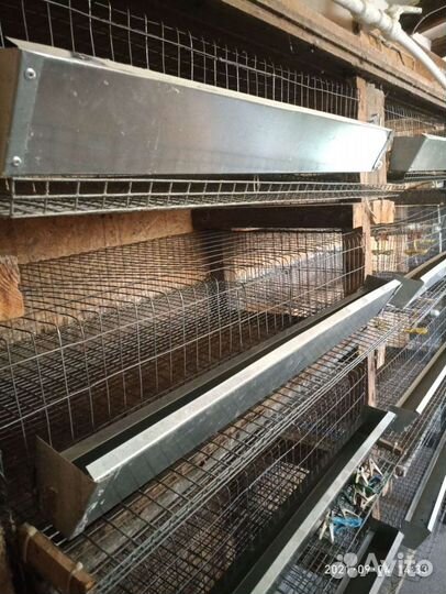 Клетки для перепелов